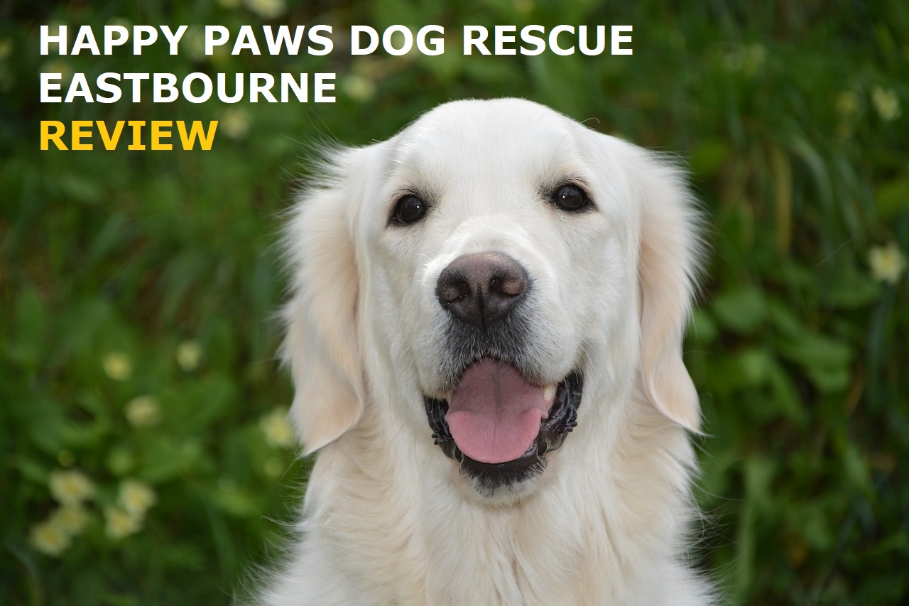 Happy Paws Dog Rescue Eastbourne – Review