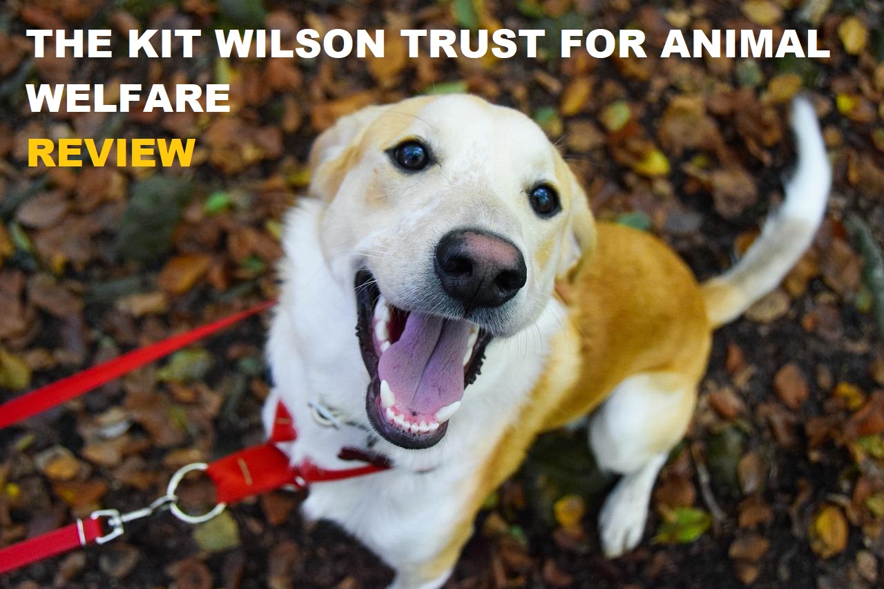 Kit Wilson Trust for Animal Welfare – Review